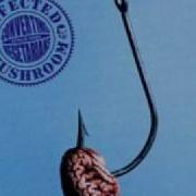 Infected Mushroom Elevation