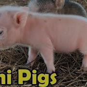 Mini Pig