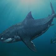 Megalodon Sound
