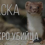 Ласка