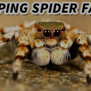 Spider Eyes