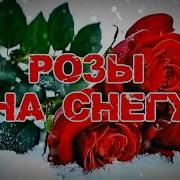 Розы На Снегу Розов