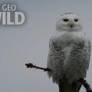 Snowy Owl