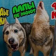 Гордые Хаски Лапы Не Моют