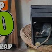 Rat Trap