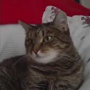 Ты Сегодня Мне Принес Не Букет Из Пышных Роз Тик Ток Мем