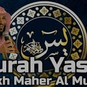Шейх Махир Муайкли Сура Ясин