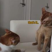 Cat Clap Meme