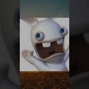 Rabbit Invasion Laugh