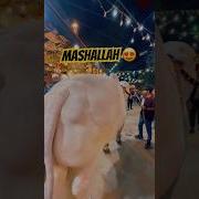 Mash Alla