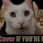 If You Re Happy And You Know It Cats Cover