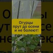 Огородники