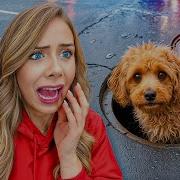 Doggy Scary