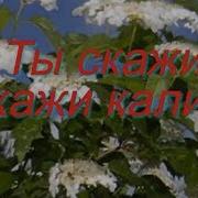 Цветень Ты Скажи Калина Как Попала Ты Сюда