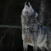 Вой Волка На Луну