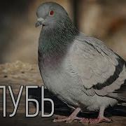 Голуби