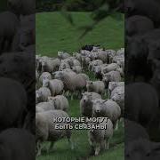 Сводка Новостей