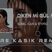 Dikenmi Gulmu