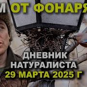 Сойка С