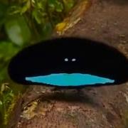 Удивительные Райские Птицы Экзотические Птицы Голоса Птиц