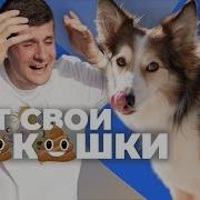 Собаки Какашки