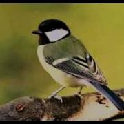 Bird Chirping Sound Effect