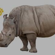 Rhino Tv