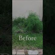 Garden Unused