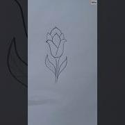 Calla Viral