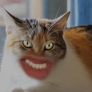 Meow Cat Meme