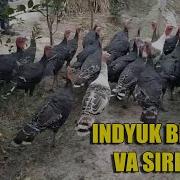 Indyuk Boqish Sirlari Talablarga Binoan