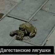 Хабиб Не Спеши