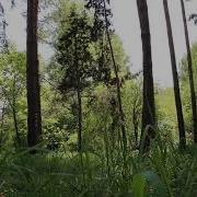 Шум Деревьев В Лесу
