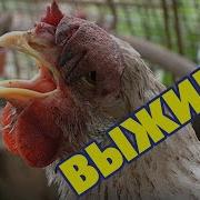 Куринныи Писк