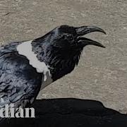 Pied Crow