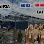 Улук Мырза