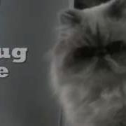 Gato Malo