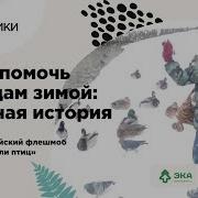 Помогите Птицам Зимой