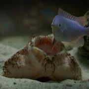 Wobbegong