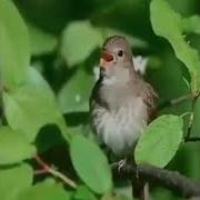 Bir Kun Kelar Baxor Ochillar Gullar Bizni Topolmaysiz Siz Usha Kunlar