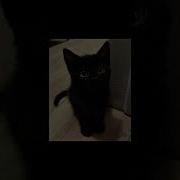 Meowsic D2S1 1 Hour