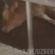 Хожибой Тожибой Прикол