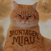 A My Catito