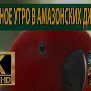 Тропический Лес Звуки Природы