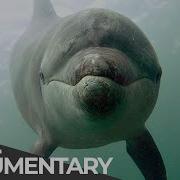 Dolphin Story