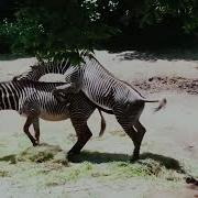 Sex Zebra