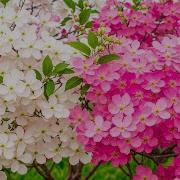 Музыка Для Массажа