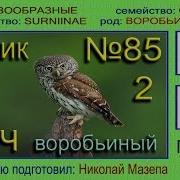 Сыч Воробьиный Сычик Голоса Птиц