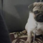 Мопс Баксик Поет В Машине Singing Dog In The Car
