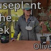 Olive Trees